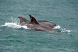 dolphin whyw15_mon_800_9687